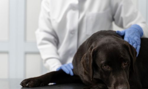 Common diseases with older dogs
