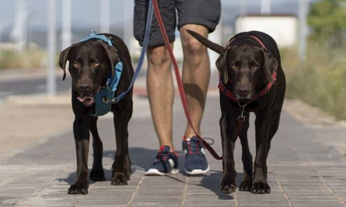 Dog confidence Boosting