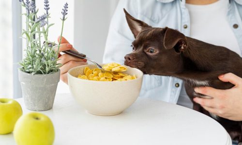 Dog Canine Nutrition