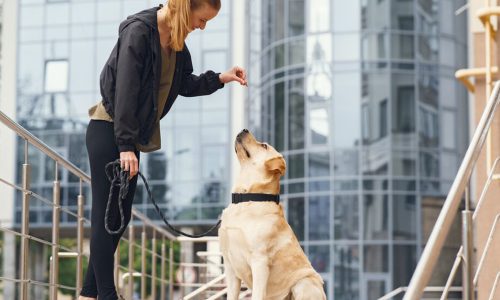 Dog Behaviour