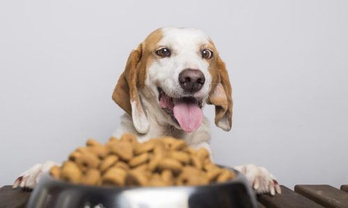 Small Dog Food