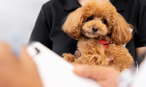 Toy Poodle Health Risks