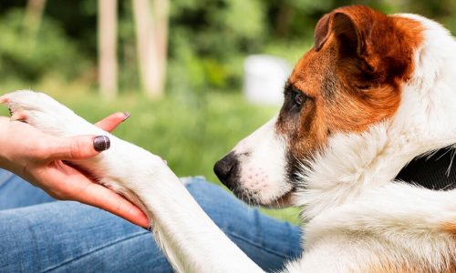 Treating Paw Pad Injuries